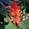 Thumbnail #4 of Salvia splendens by GD_Rankin