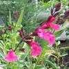 Thumbnail #2 of Salvia greggii by dgiroux1308