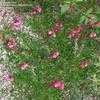 Thumbnail #3 of Salvia greggii by LarryDavid