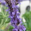 Thumbnail #3 of Salvia nemorosa by DaylilySLP