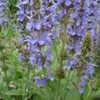 Thumbnail #2 of Salvia nemorosa by kimmy222