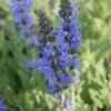 Thumbnail #5 of Salvia nemorosa by saya