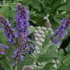 Thumbnail #4 of Salvia nemorosa by DaylilySLP