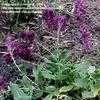 Thumbnail #2 of Salvia nemorosa by chicochi3