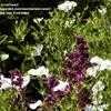 Thumbnail #1 of Salvia nemorosa by ecrane3