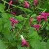 Thumbnail #1 of Salvia chiapensis by htop