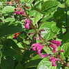 Thumbnail #4 of Salvia chiapensis by Marilynbeth