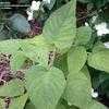 Thumbnail #2 of Salvia dorisiana by garygardener