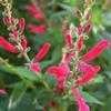 Thumbnail #2 of Salvia elegans by Happenstance