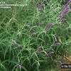 Thumbnail #2 of Salvia leucantha by Clare_CA