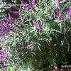 Thumbnail #1 of Salvia leucantha by Clare_CA
