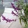 Thumbnail #3 of Salvia leucantha by Flit