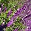 Thumbnail #4 of Salvia leucantha by mgarr