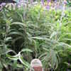 Thumbnail #5 of Salvia leucantha by dicentra63