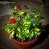 Thumbnail #3 of Salvia splendens by Snowrose