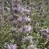 Thumbnail #5 of Salvia leucophylla by Kelli