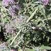 Thumbnail #2 of Salvia leucophylla by palmbob