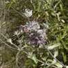 Thumbnail #3 of Salvia leucophylla by Kelli