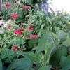 Thumbnail #3 of Salvia roemeriana by broots