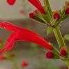Thumbnail #1 of Salvia roemeriana by htop