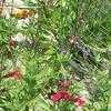 Thumbnail #2 of Salvia x greggii by Marilynbeth