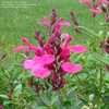 Thumbnail #5 of Salvia x greggii by Kim_M