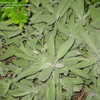 Thumbnail #2 of Salvia officinalis by broncbuster