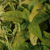 Thumbnail #4 of Salvia officinalis by growin