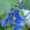 Thumbnail #4 of Salvia cacaliifolia by Gerris2