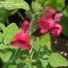 Thumbnail #1 of Salvia microphylla by Marilynbeth