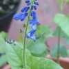 Thumbnail #5 of Salvia cacaliifolia by Gerris2