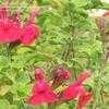 Thumbnail #4 of Salvia microphylla by Marilynbeth
