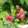 Thumbnail #3 of Salvia microphylla by Marilynbeth