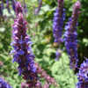 Thumbnail #3 of Salvia nemorosa subsp. pseudosylvestris by mrhank