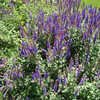 Thumbnail #5 of Salvia nemorosa subsp. pseudosylvestris by mrhank