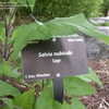 Thumbnail #4 of Salvia nubicola by plutodrive