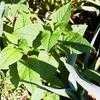 Thumbnail #2 of Salvia nubicola by Gerris2