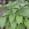 Thumbnail #3 of Salvia nubicola by plutodrive