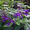 Thumbnail #5 of Salvia  by sunkissed