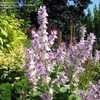 Thumbnail #4 of Salvia sclarea var. turkestanica by GardenGuyKin