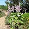 Thumbnail #5 of Salvia sclarea var. turkestanica by GardenGuyKin