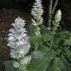 Thumbnail #3 of Salvia sclarea var. turkestanica by rcn48