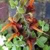 Thumbnail #1 of Salvia africana-lutea by Happenstance