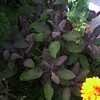 Thumbnail #4 of Salvia officinalis by Baa