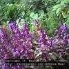 Thumbnail #3 of Salvia officinalis by Baa