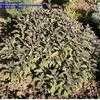 Thumbnail #5 of Salvia officinalis by davidwsmith