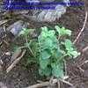 Thumbnail #3 of Salvia greggii by mystic