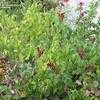 Thumbnail #5 of Salvia splendens by mystic