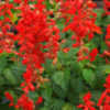 Thumbnail #3 of Salvia splendens by dicentra63