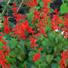 Thumbnail #2 of Salvia splendens by dicentra63
